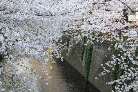 IMG_8322目黒川の桜.JPG