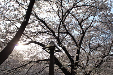 IMG_8355目黒川の桜.JPG