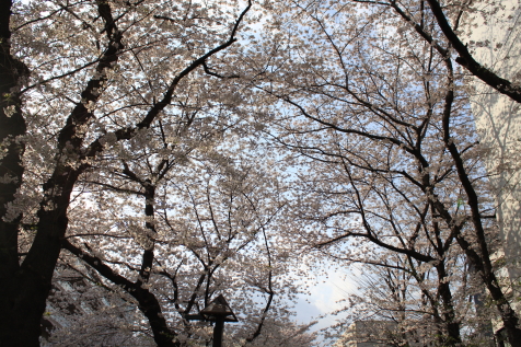 IMG_8357目黒川の桜.JPG