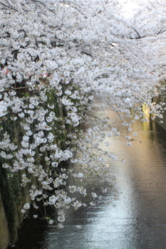 IMG_8339目黒川の桜.JPG