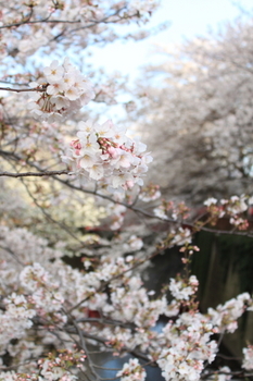 IMG_8365目黒川の桜.JPG